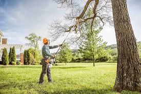 Best Leaf Removal  in Holly Hill, FL